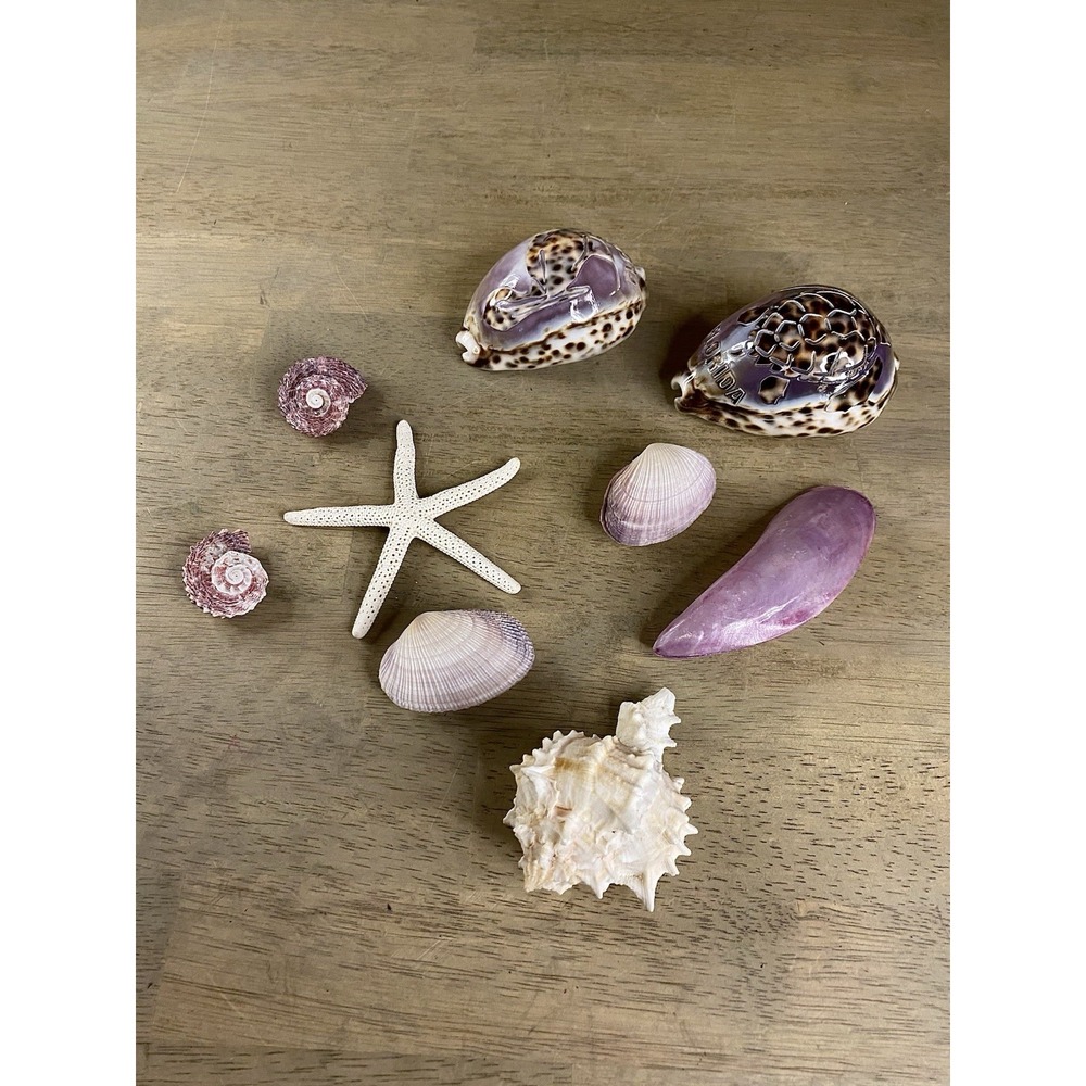 Natural Cowrie Seashell Hand Carved Florida/Sea Turtle. Souvenir & Assortment